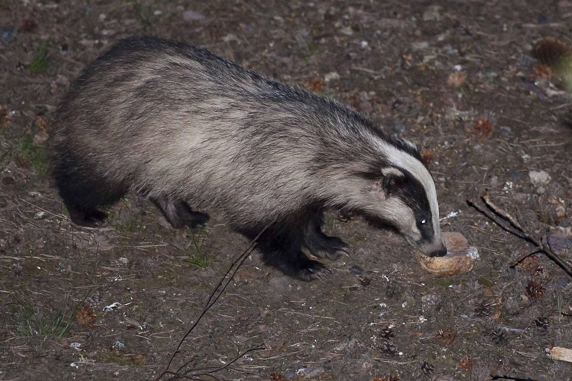 Dachs in freier Wildbahn, Seitenansicht