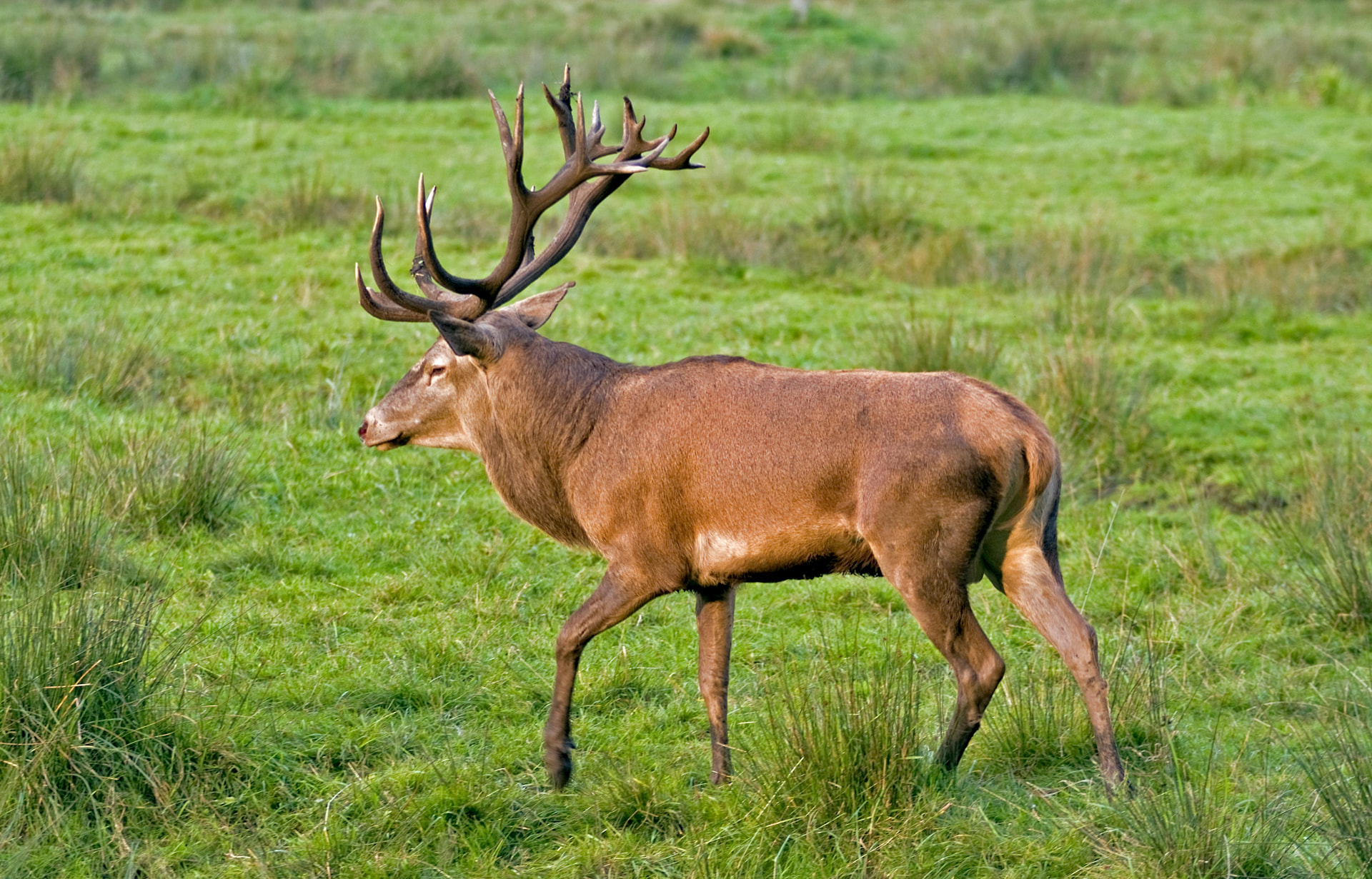 Rothirsch in freier Wildbahn, Seitenansicht