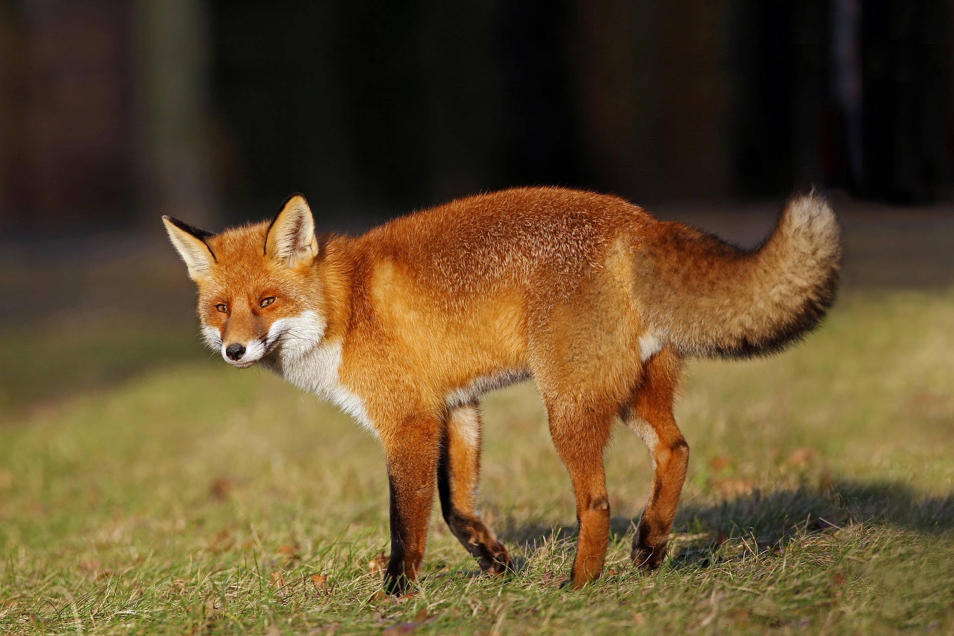 Rotfuchs in freier Wildbahn, Seitenansicht